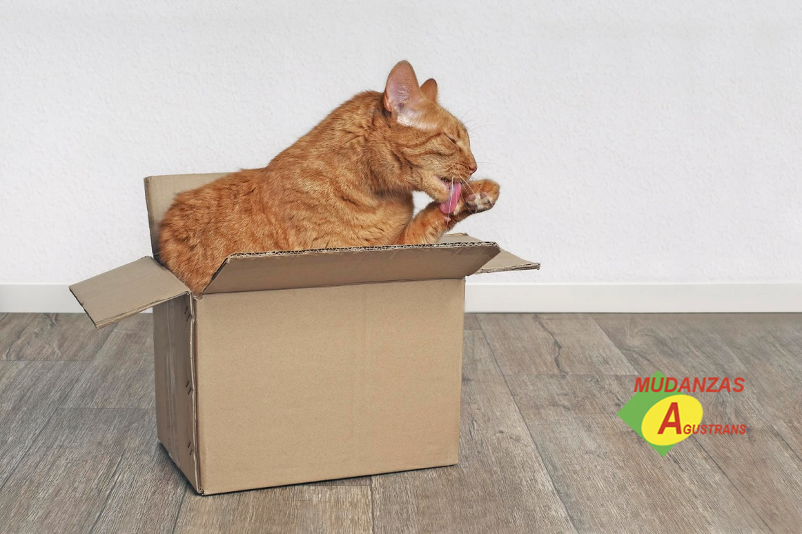 gato dentro de caja durante una mudanza con gatos