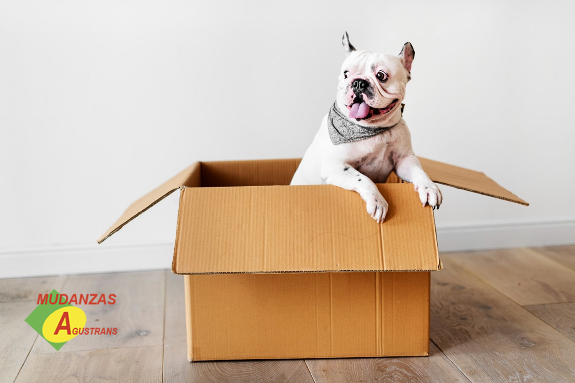 imagen de una mudanza con perro dentro de una caja