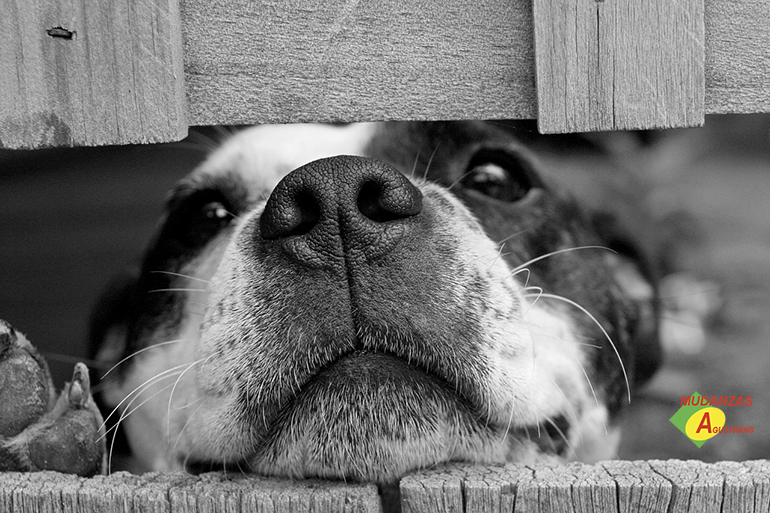 Mudanzas con mascotas: Cómo hacerlas correctamente.