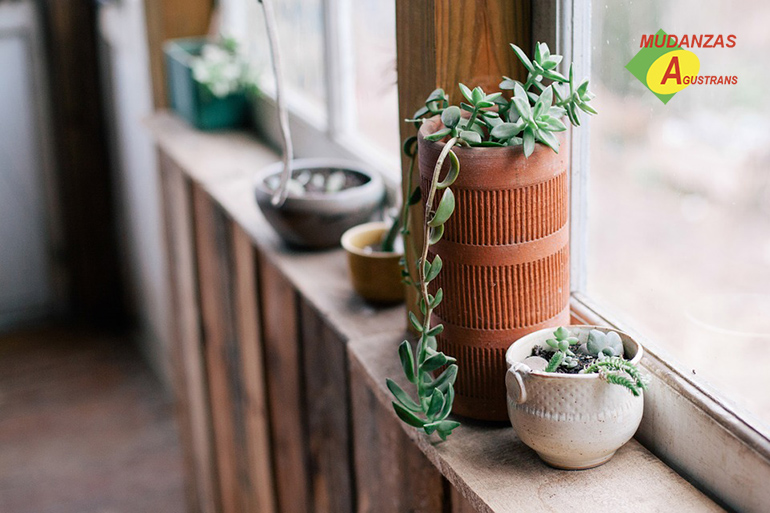 Consejos para trasladar plantas en una mudanza.