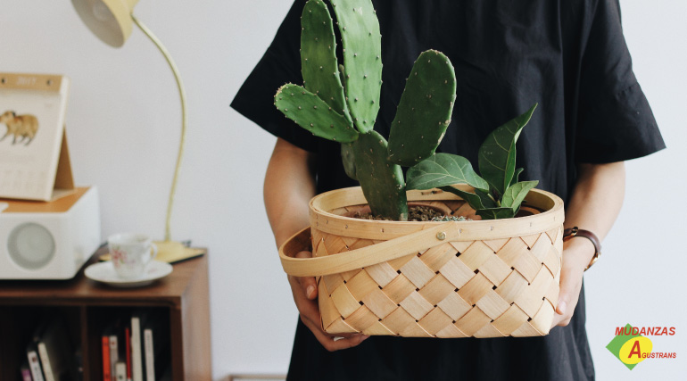 traslado de plantas en una mudanza